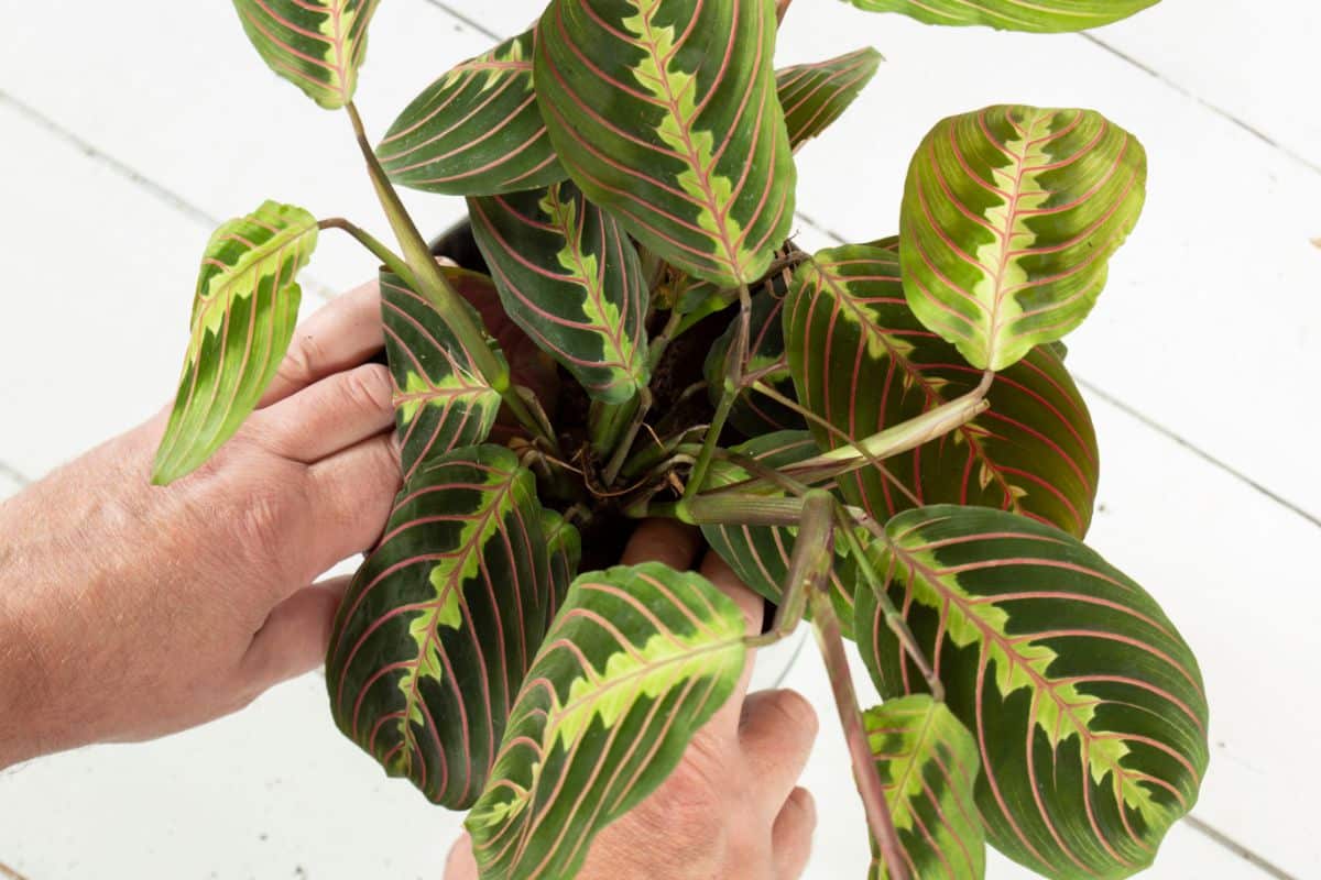 A plant being monitored for recovery from root rot