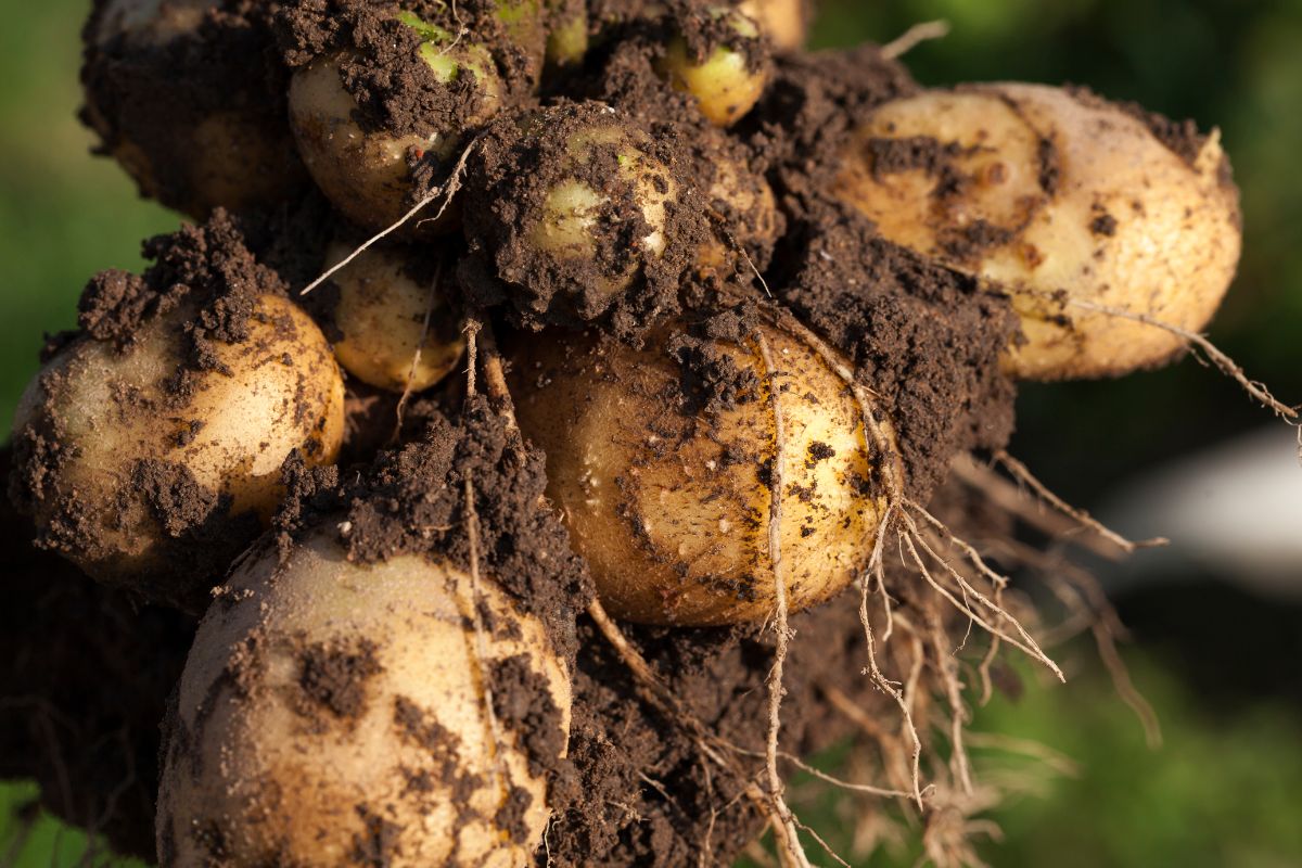 Upstate Abundance potatoes freshly dug
