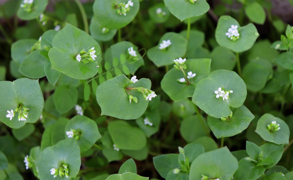 White flowering winter purslane plant