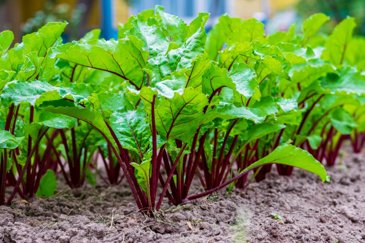 Young beets with tender green tops