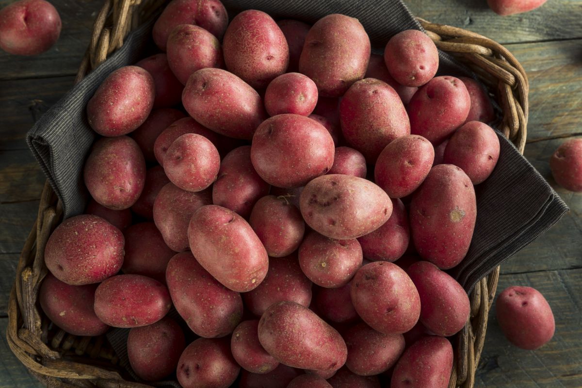 Uniformly sized Red Norland new potatoes