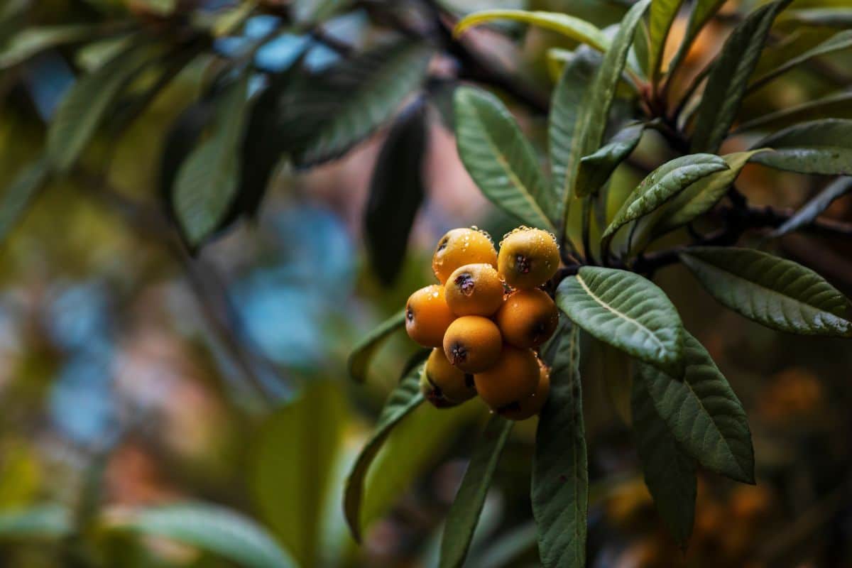 A cluster of yellow-orange loquats on a bush
