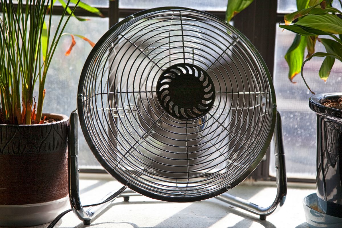 A desk fan helps seedlings to grow strong stems