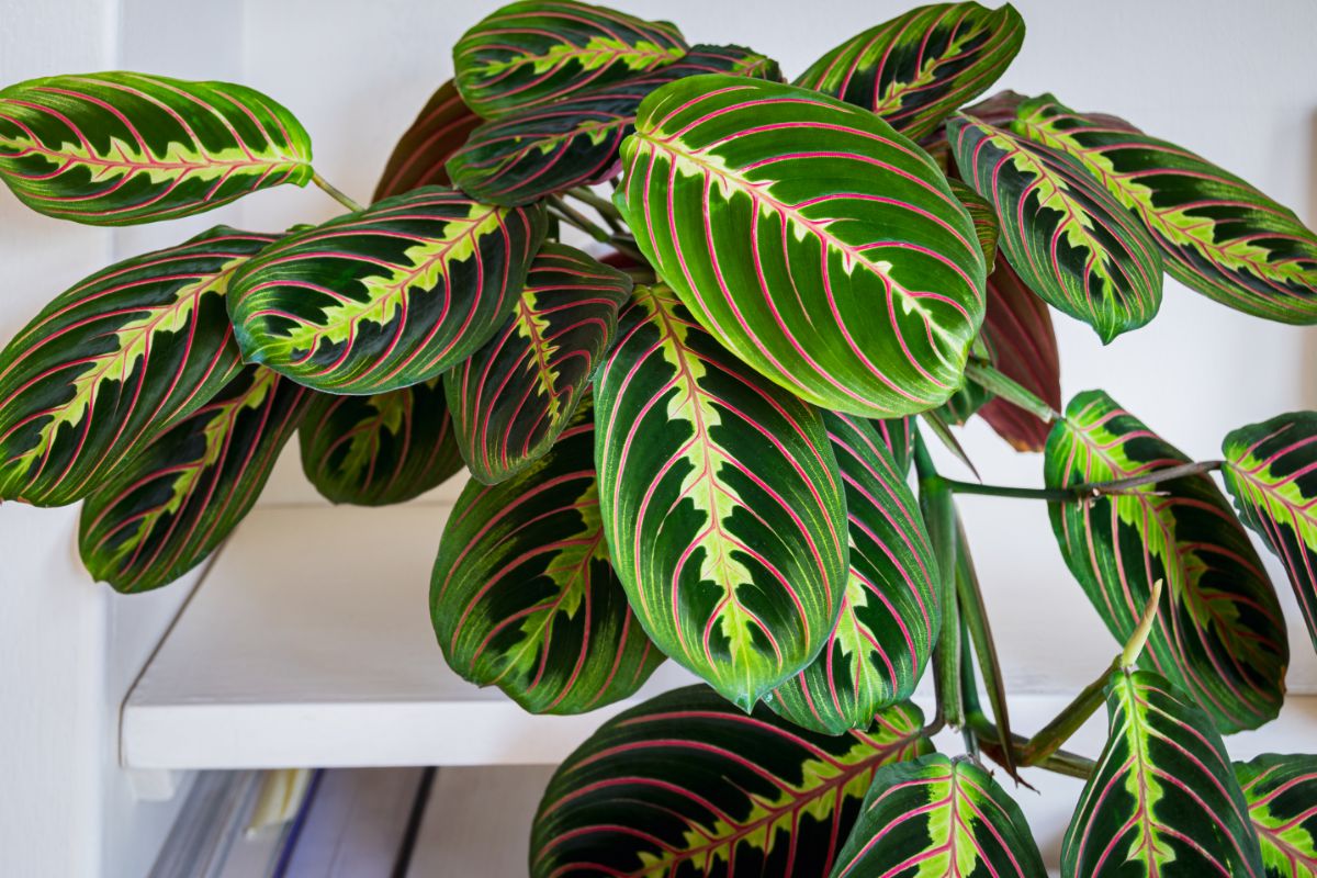 Prayer plant with two-toned green and pink striped leaves