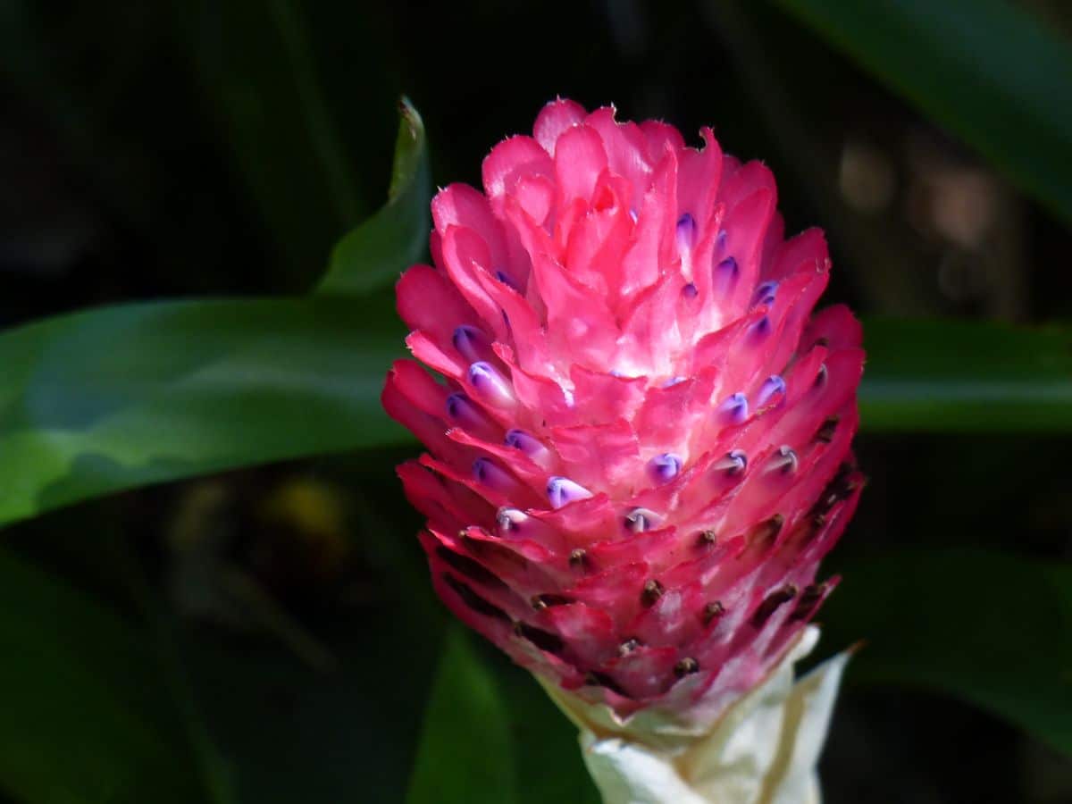 Quesnelia bromeliad pine cone shaped flower