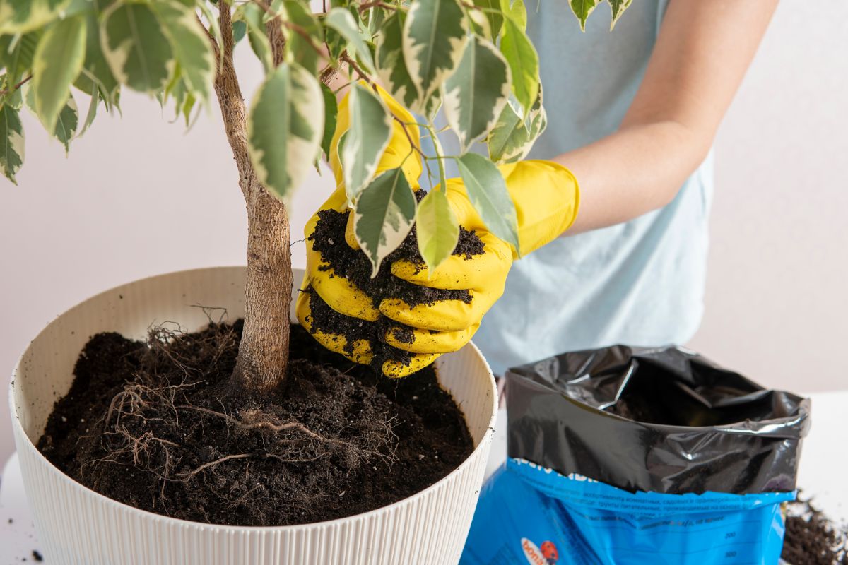 A plant is repotted to eliminate mealybugs in soil