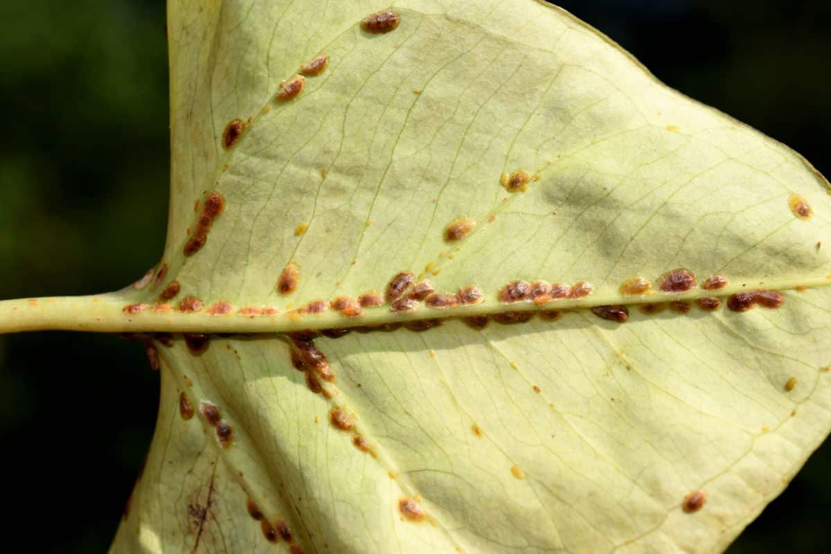Tiny hard bodied scales hiding on the ribs of a plant leaf