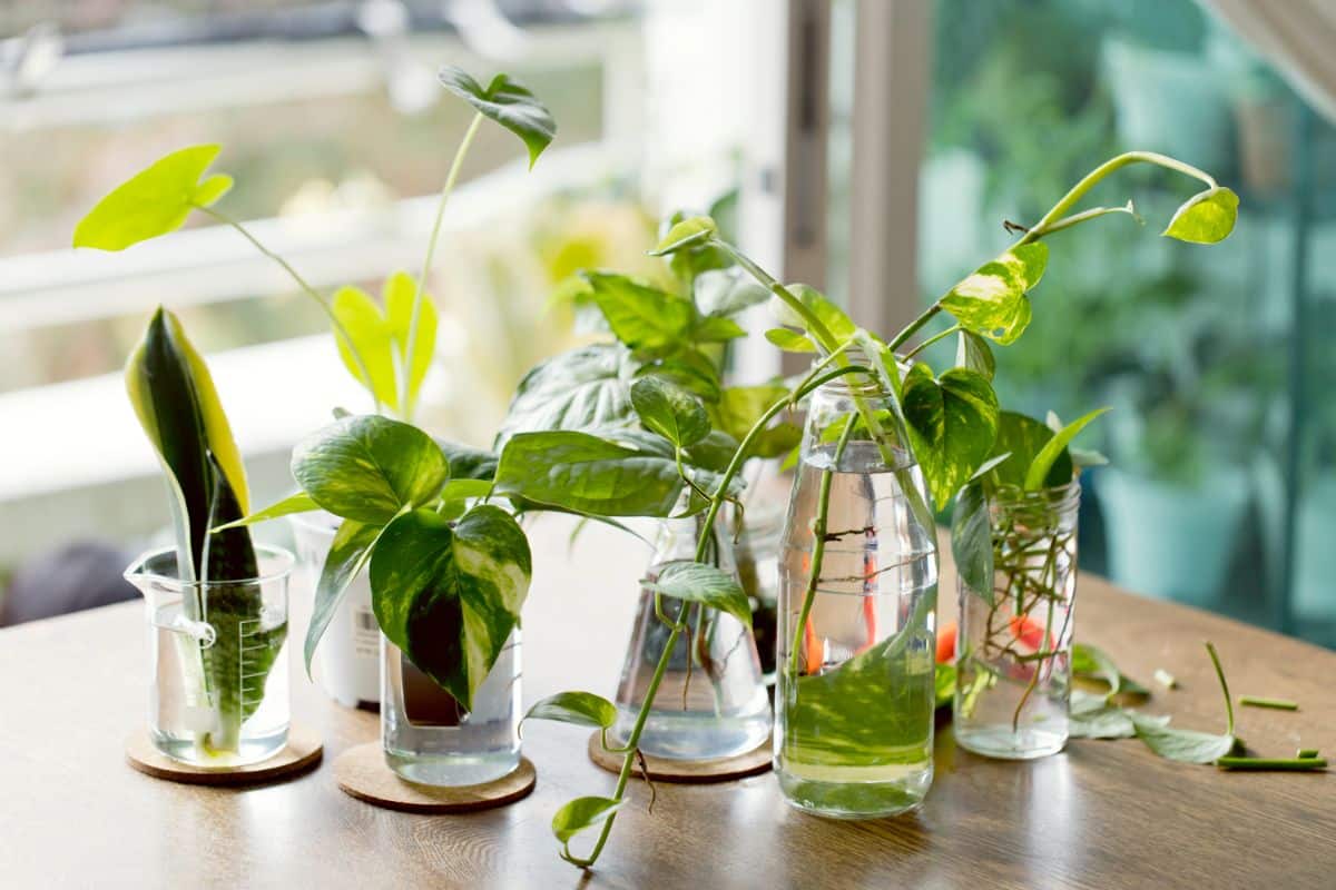 A variety of rotting plant cuttings