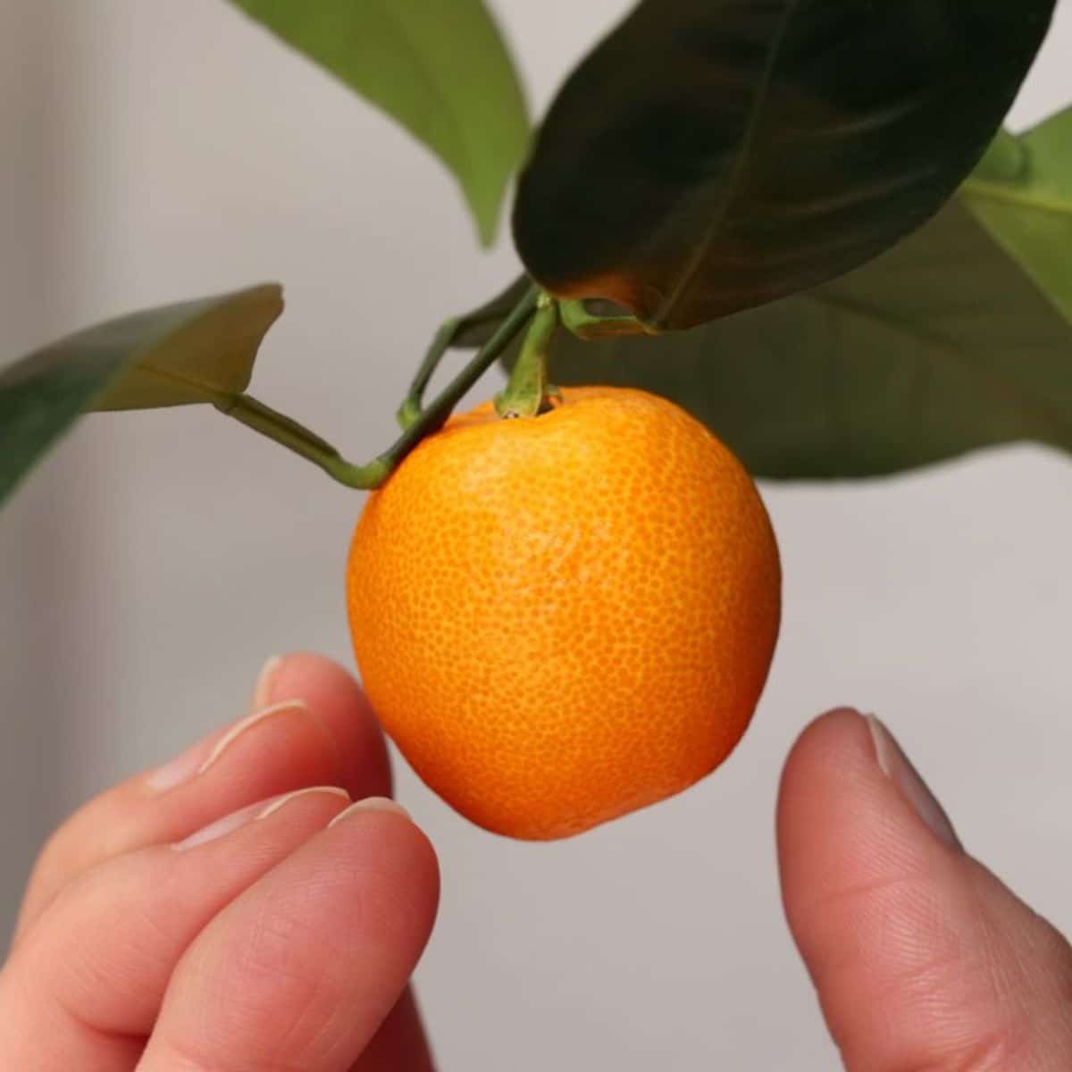 A hand touching a ripe calamondin orange hanging on a tree.