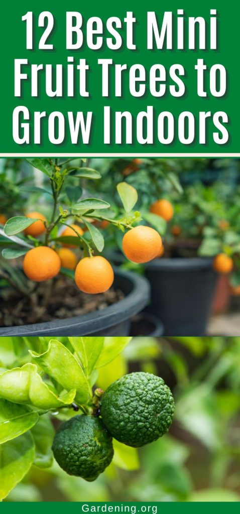 12 Best Mini Fruit Trees to Grow Indoors pinterest image.
