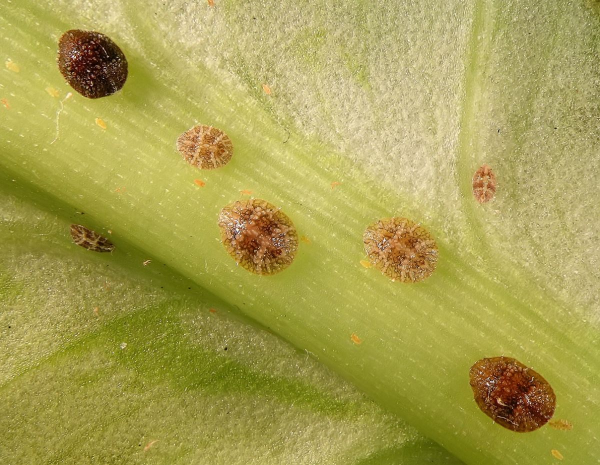 Tiny hard body scale bugs sucking sap from a plant stem