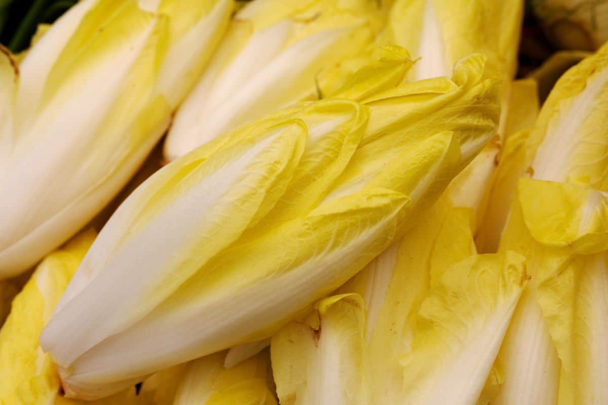 Heads of yellow endive in storage