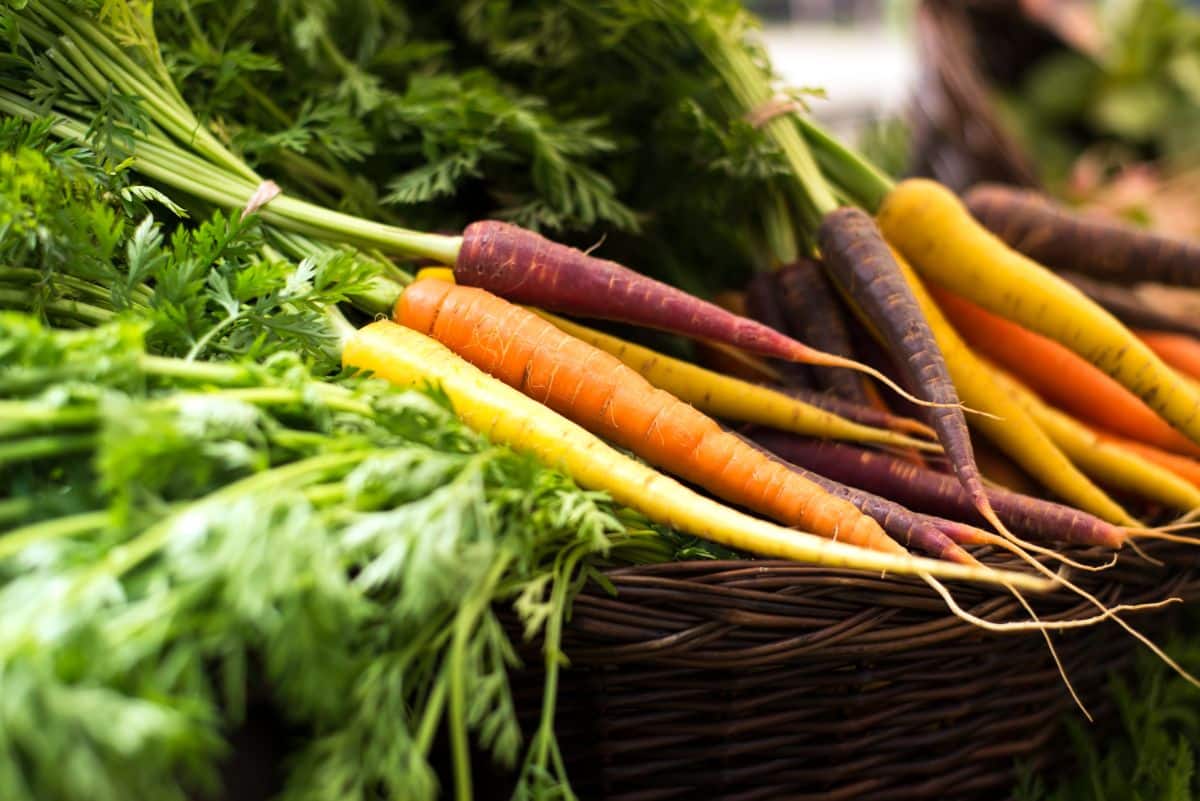 Glow stix sunrise colored carrots mix