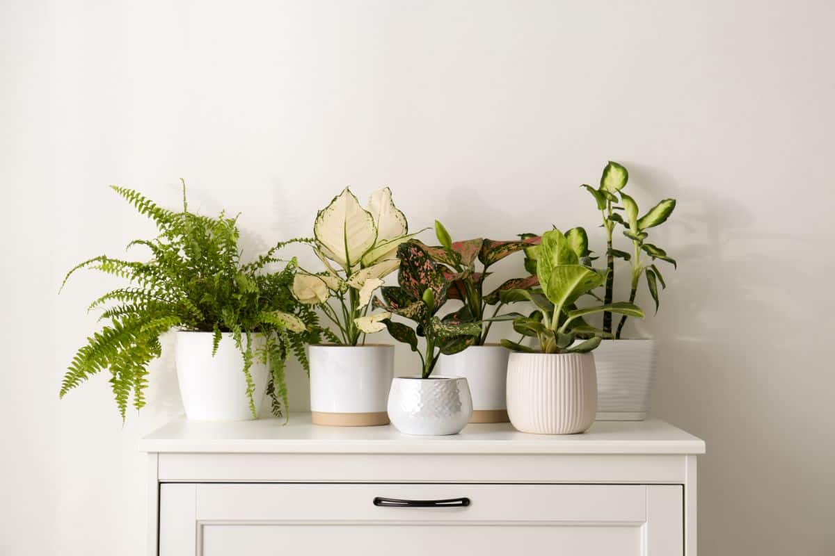 A dresser topped with happy, healthy houseplants