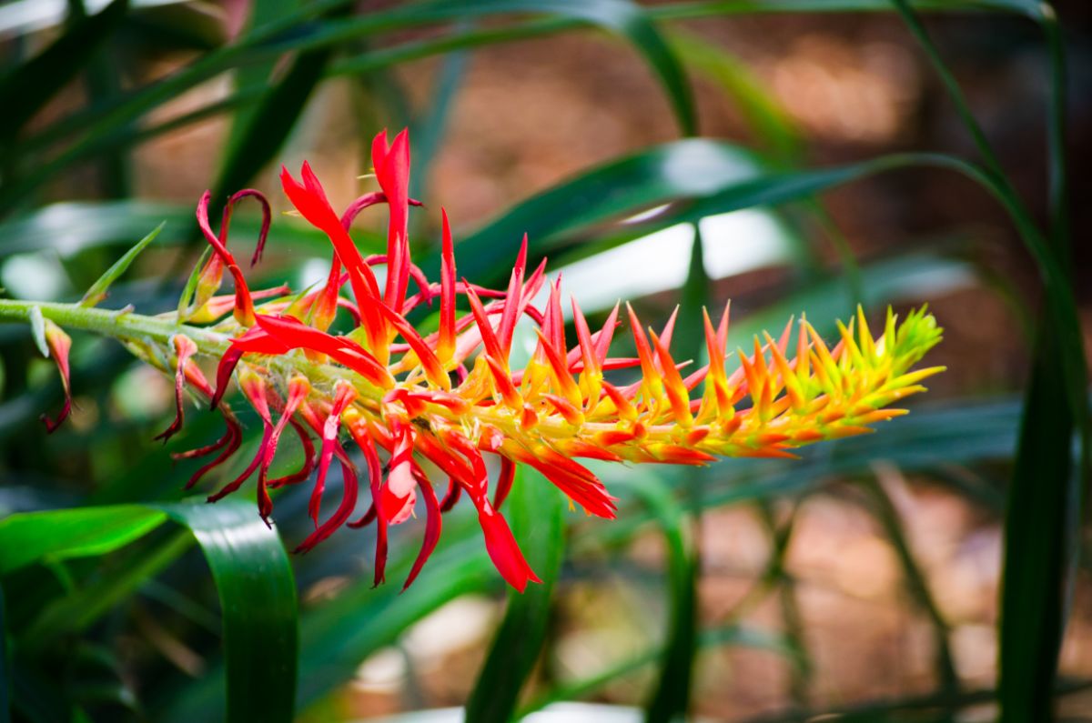 Pitcairnia bromeliad plant with orange and yellow spiky flowers