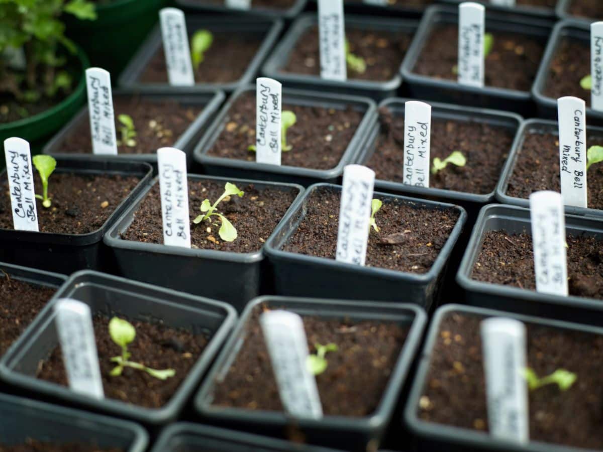 Potted seedlings labeled with plant labels