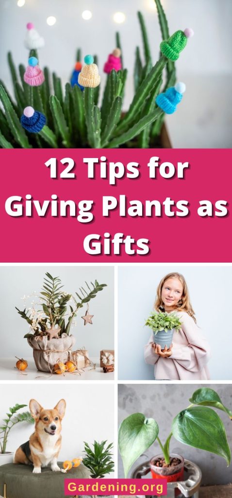 12 Tips for Giving Plants as Gifts pinterest image.