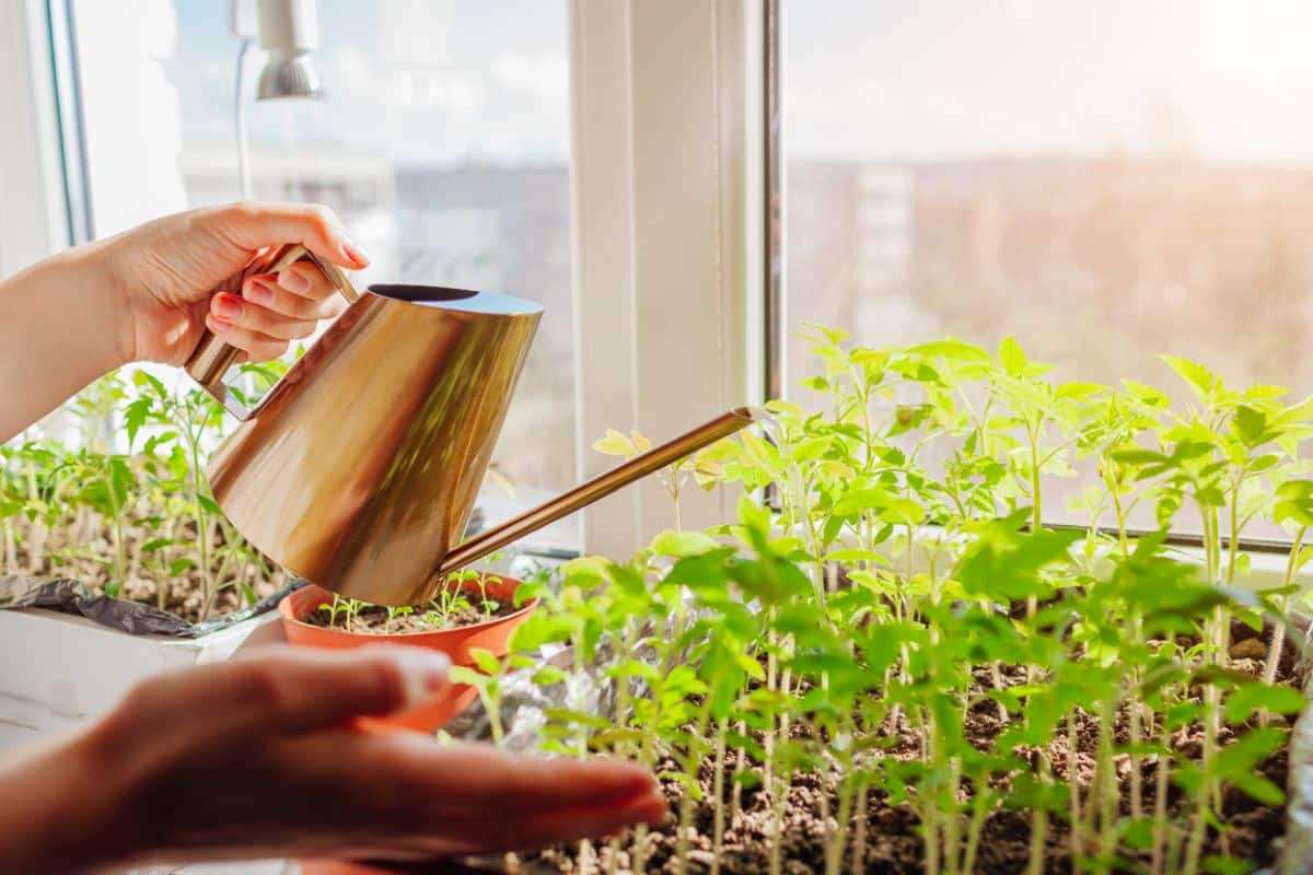 A gardener applies water soluble fertilizer to seedlings