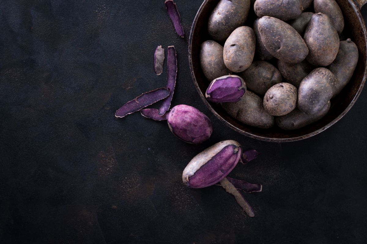 All purple Adirondack blue potatoes with purple flesh