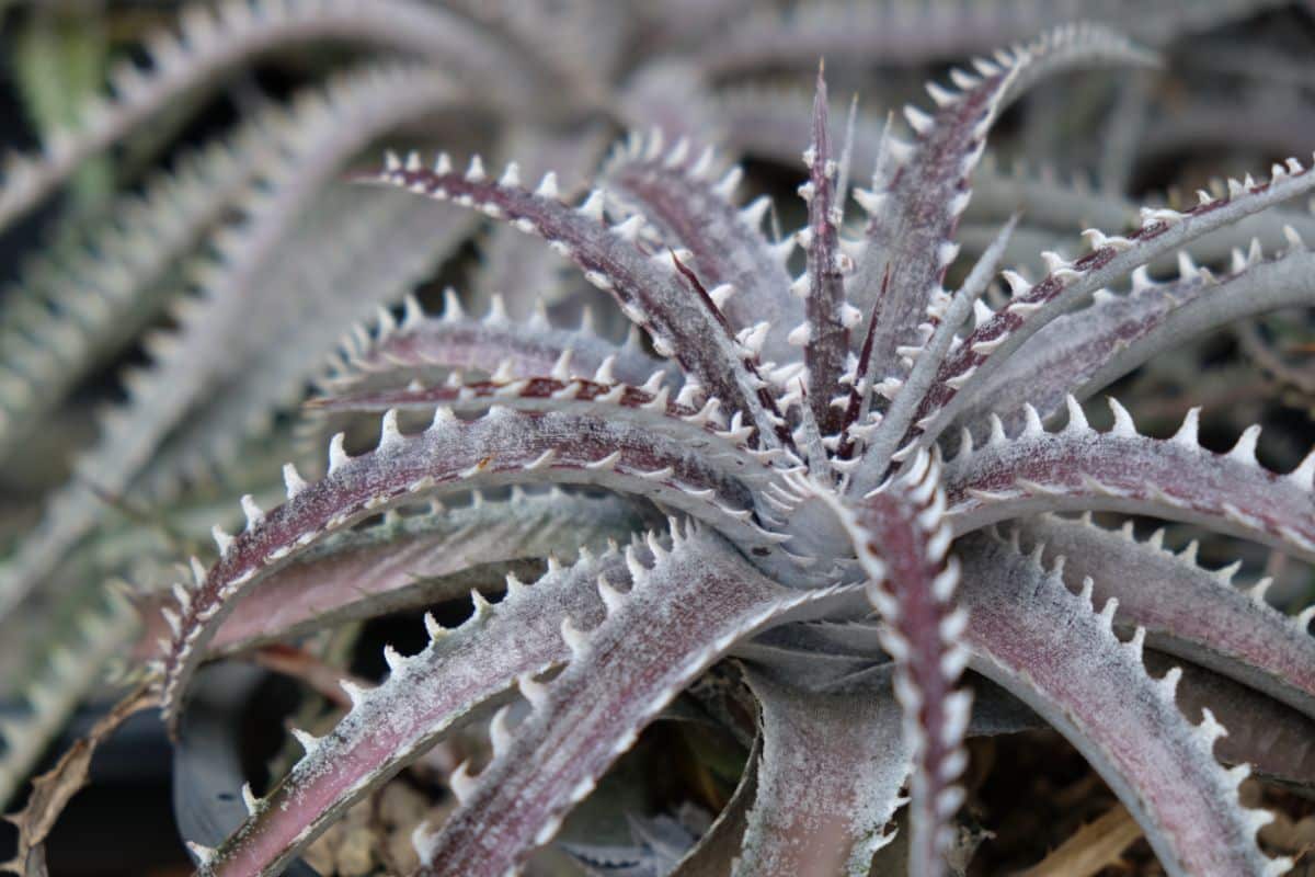 Dyckia bromeliad plant