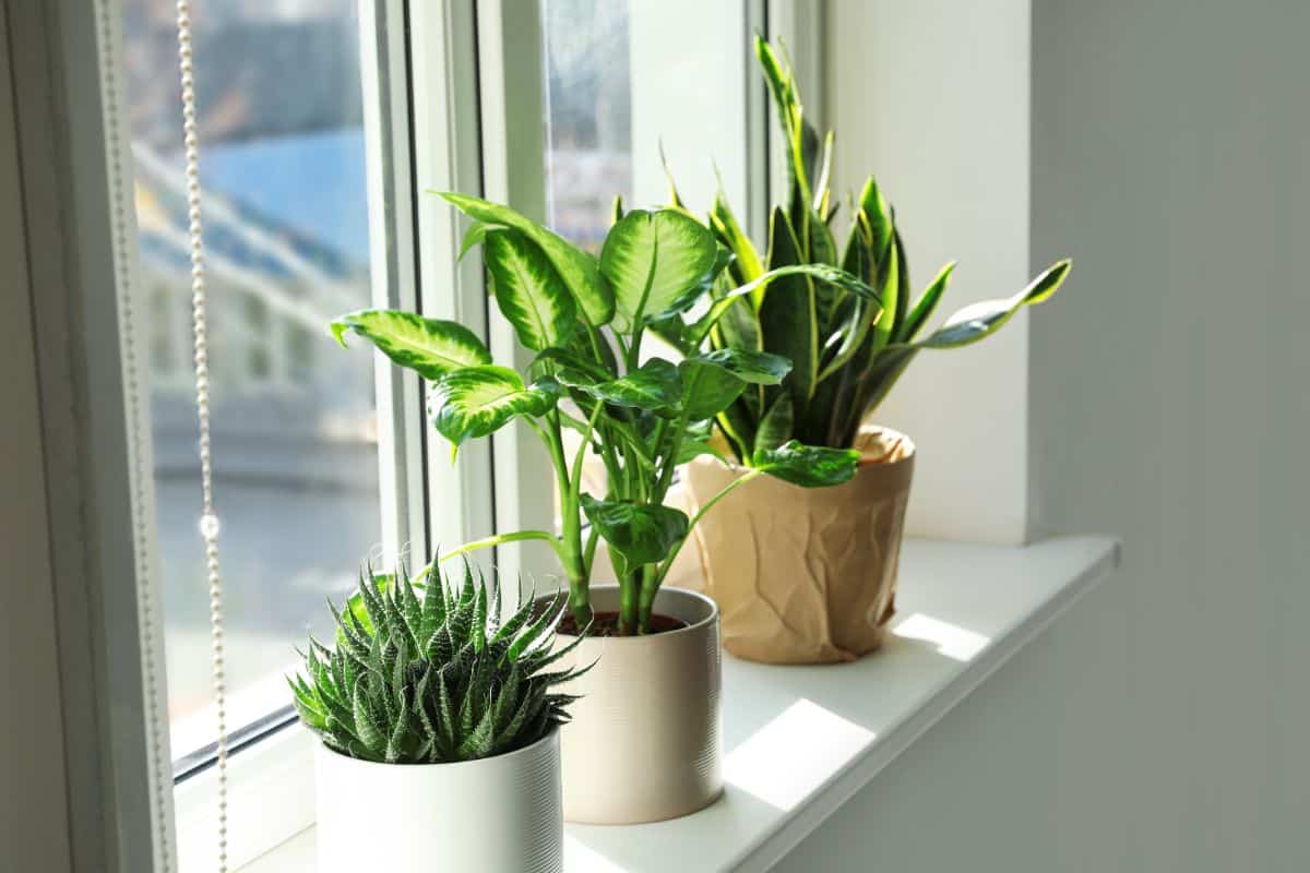 Plants on a windowsill to get adequate light to prevent root rot