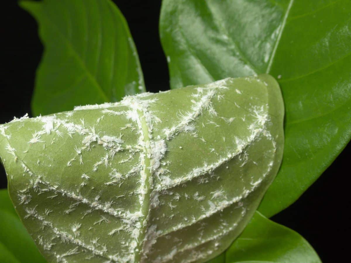 A serious infestation of mealybugs