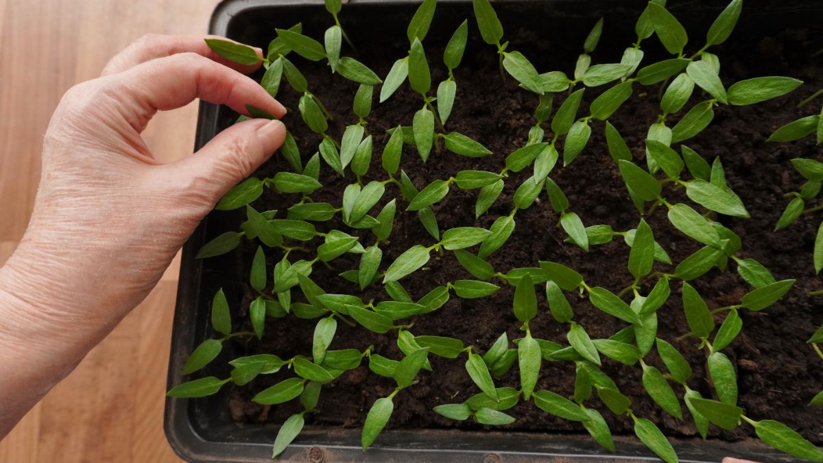 A plant grower thins out seedlings in a germination tray