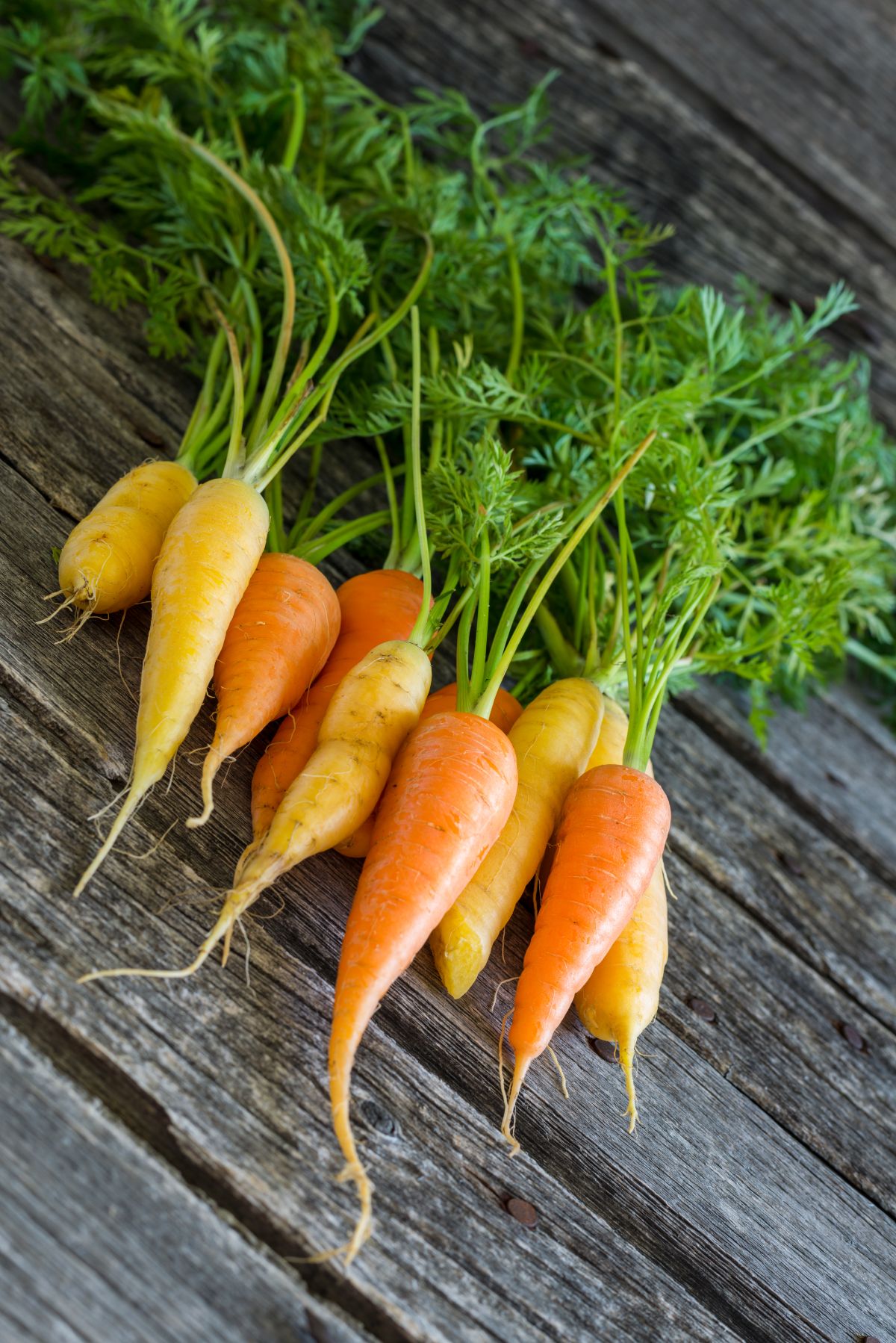 Rainbow carrot mix, a short variety