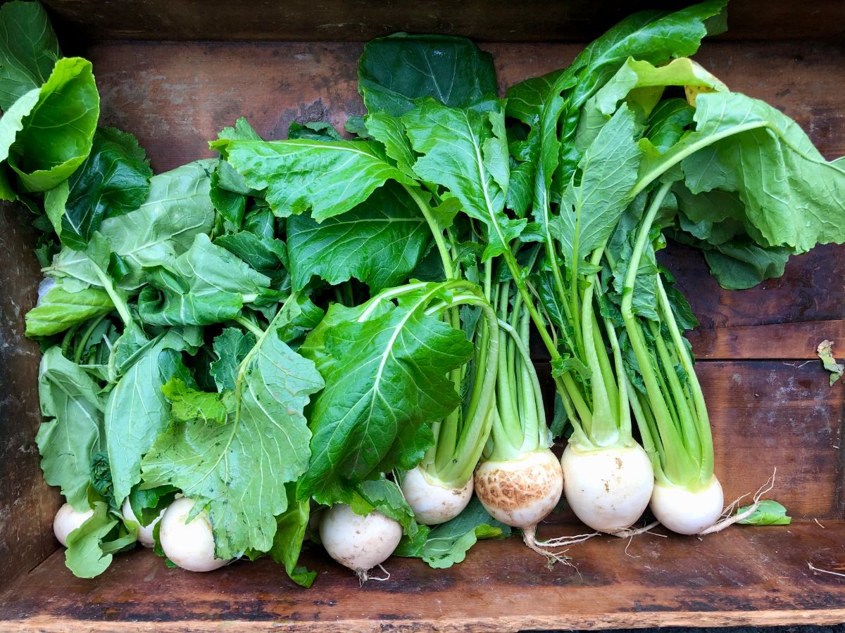 Young white turnips with edible green tops