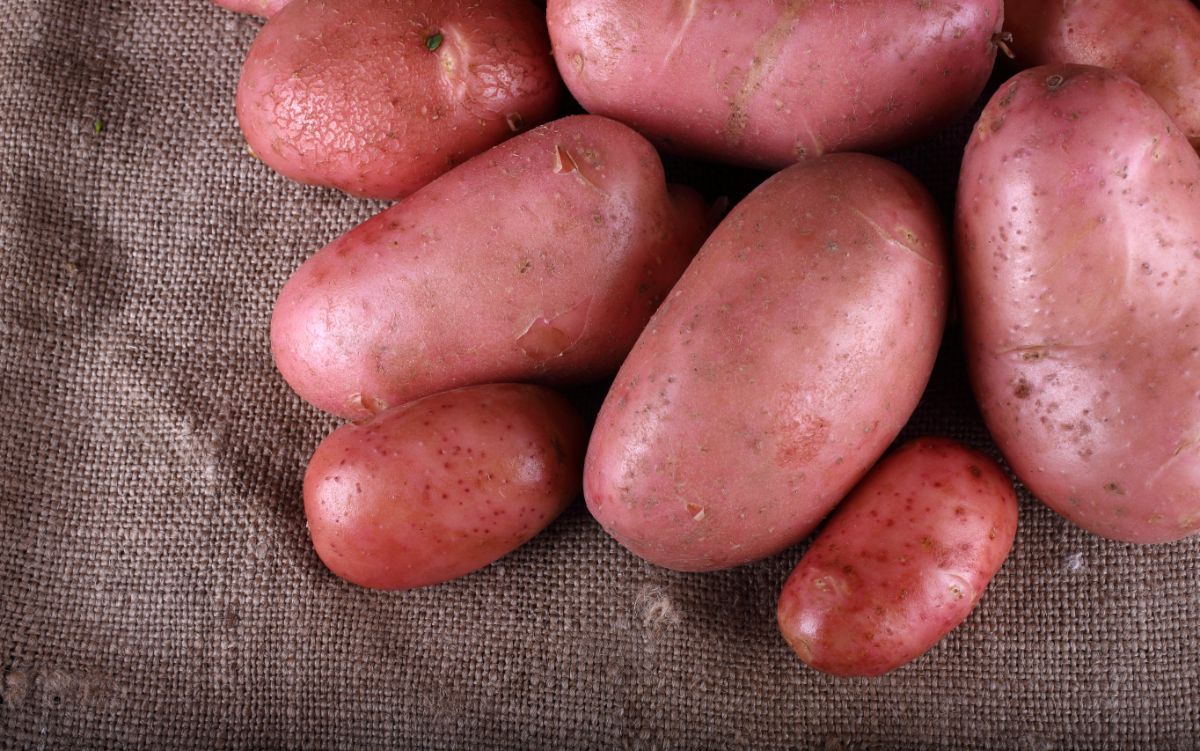 All red Adirondack Red potatoes