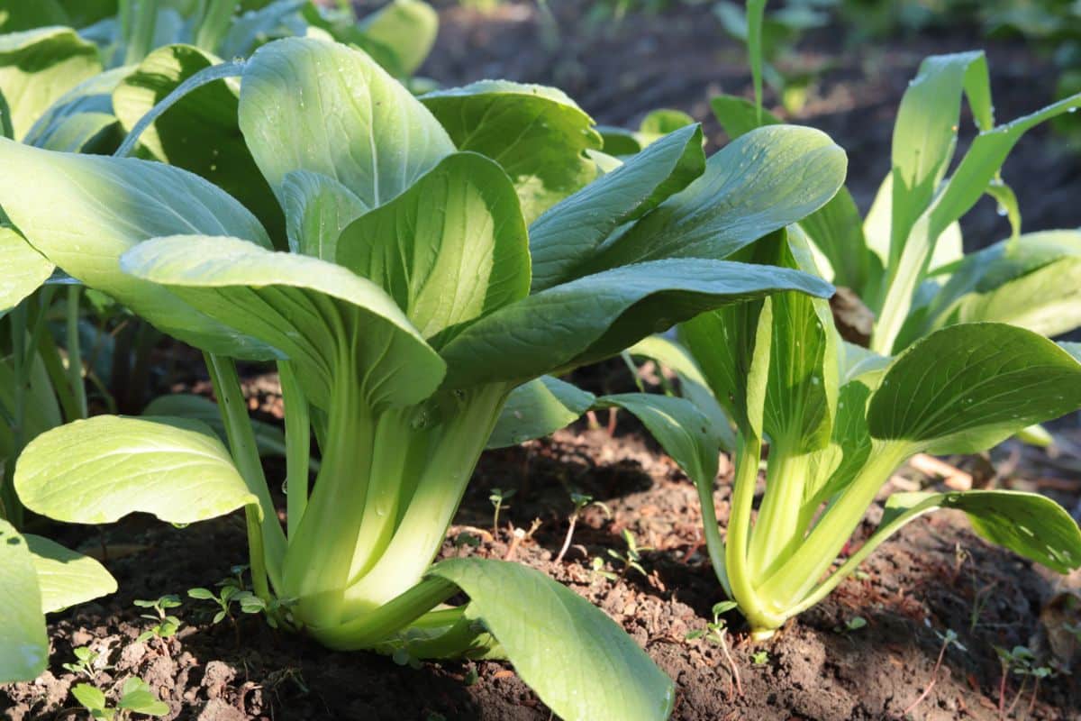 Young heads of bok choy grow in a cool season garden