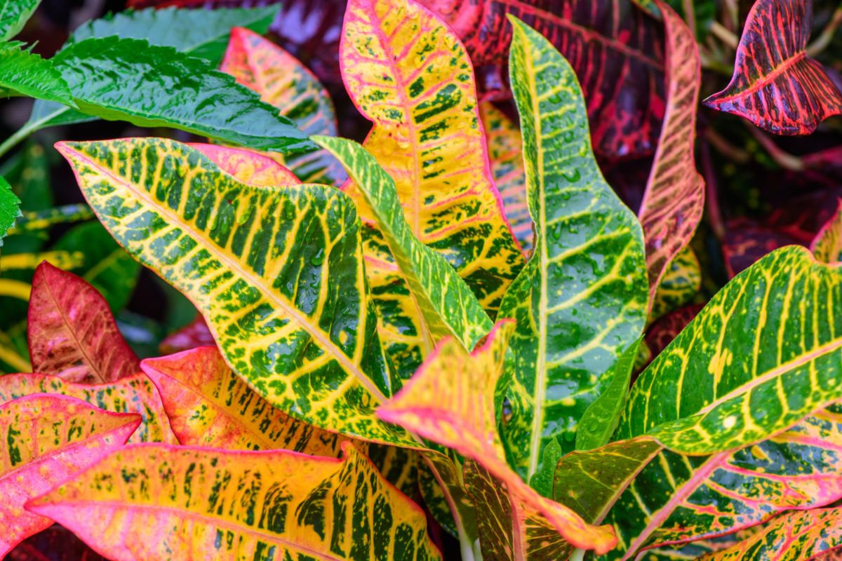 Multi-colored striped Croton plant