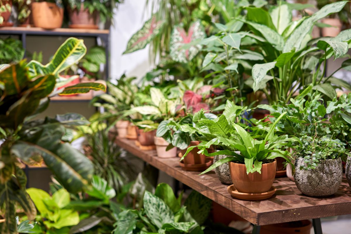 Plants set out for sale in a flower shop