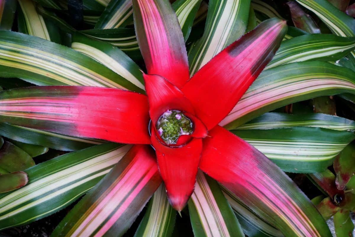 Red flowered Neoregelia bromeliad with striped leaves