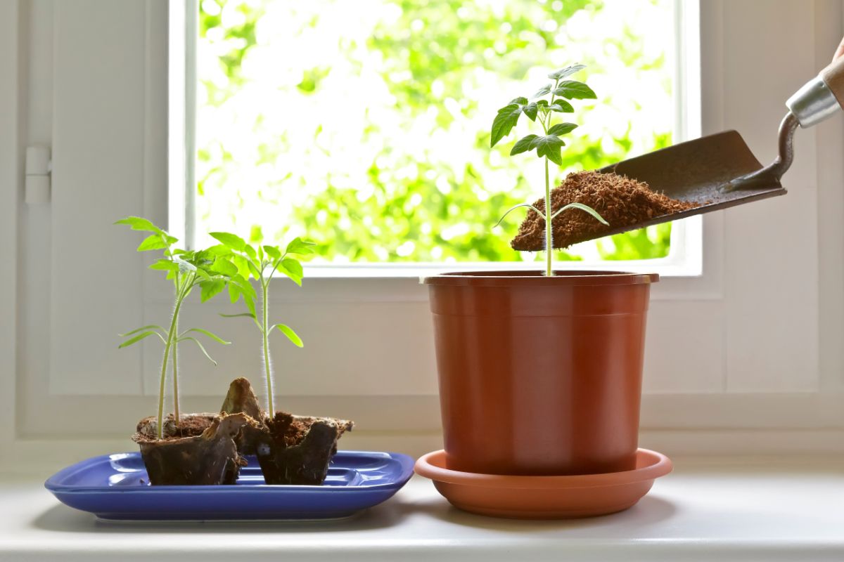 Tomato plants being potted up to larger pots