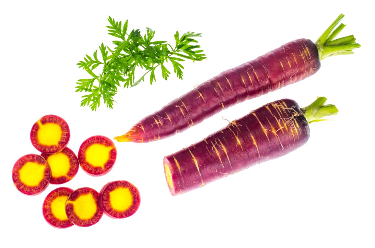 Purple and yellow colored Purple Elite carrot variety
