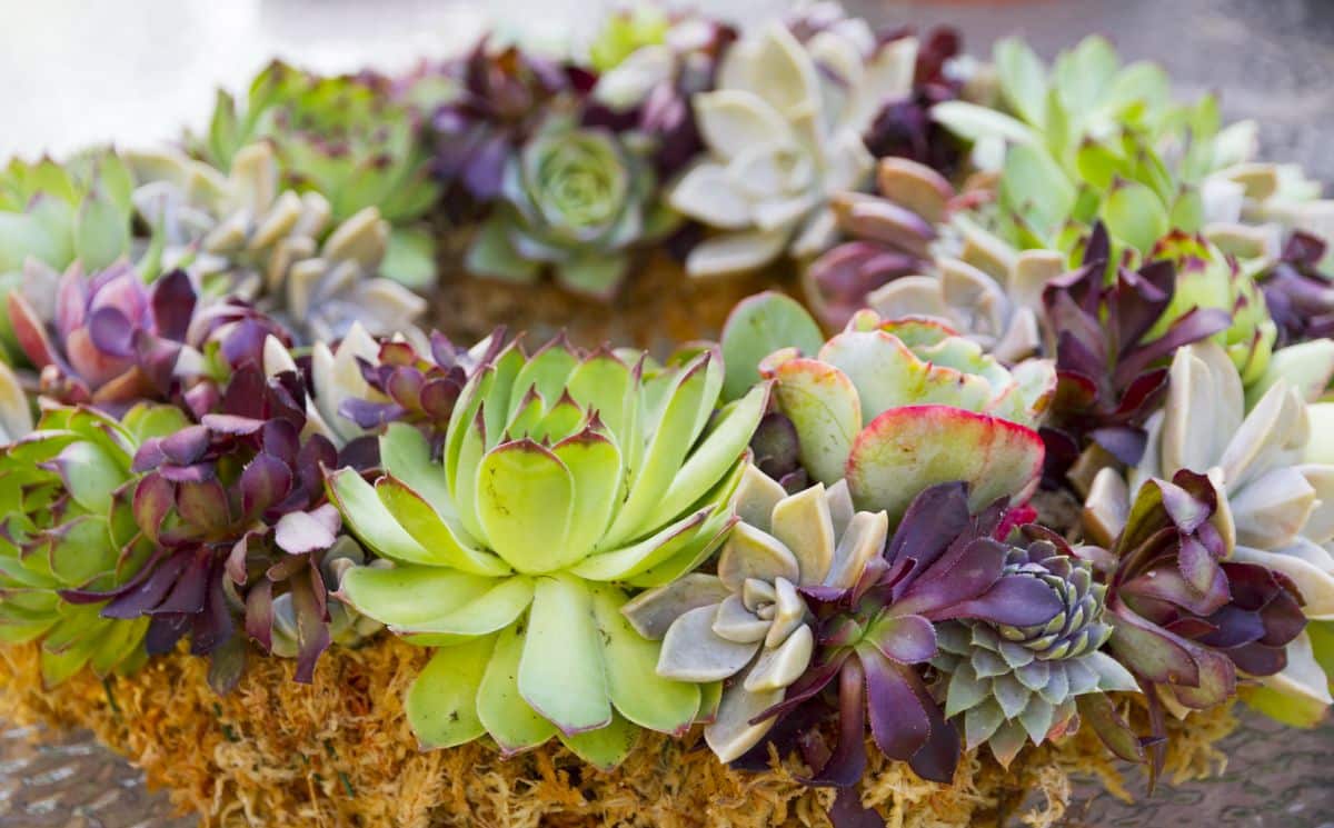 A wreath made from living succulent plants