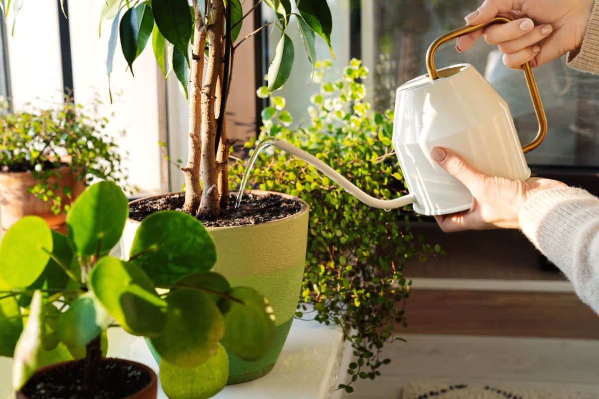 A woman watering her houseplants