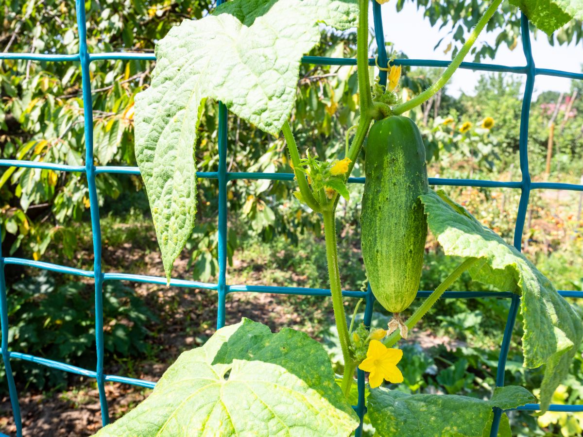 Everbearing Wisconsin cucumber variety