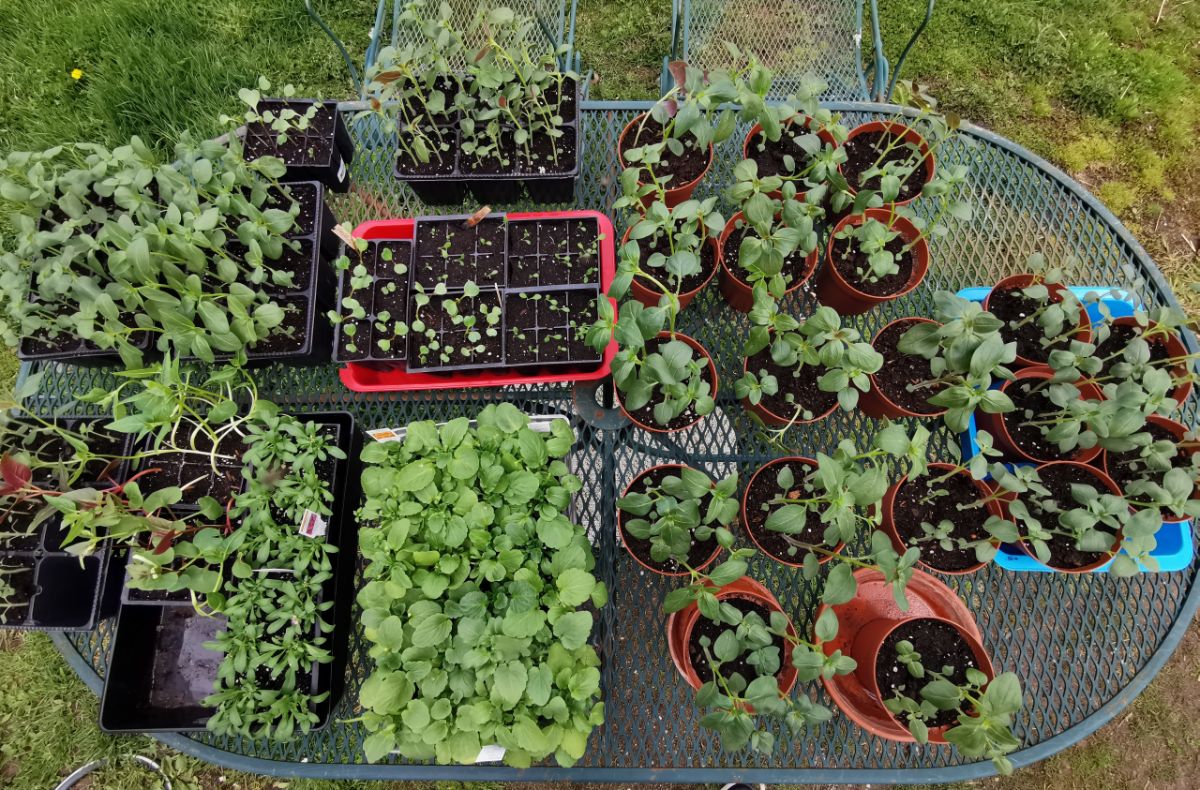 Seedling transplants outside on a table being hardened off