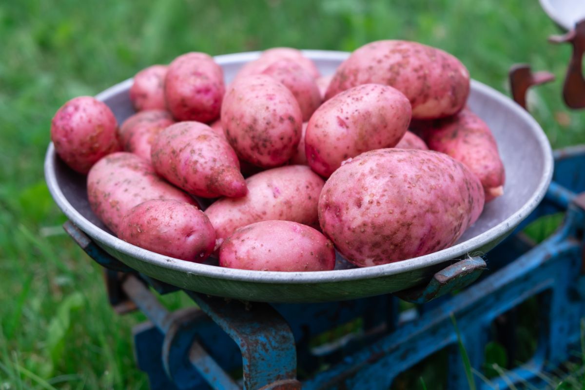 Baltic Red potato variety