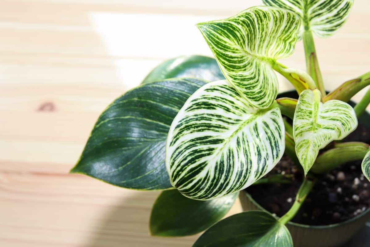 White and green striped philodendron plant