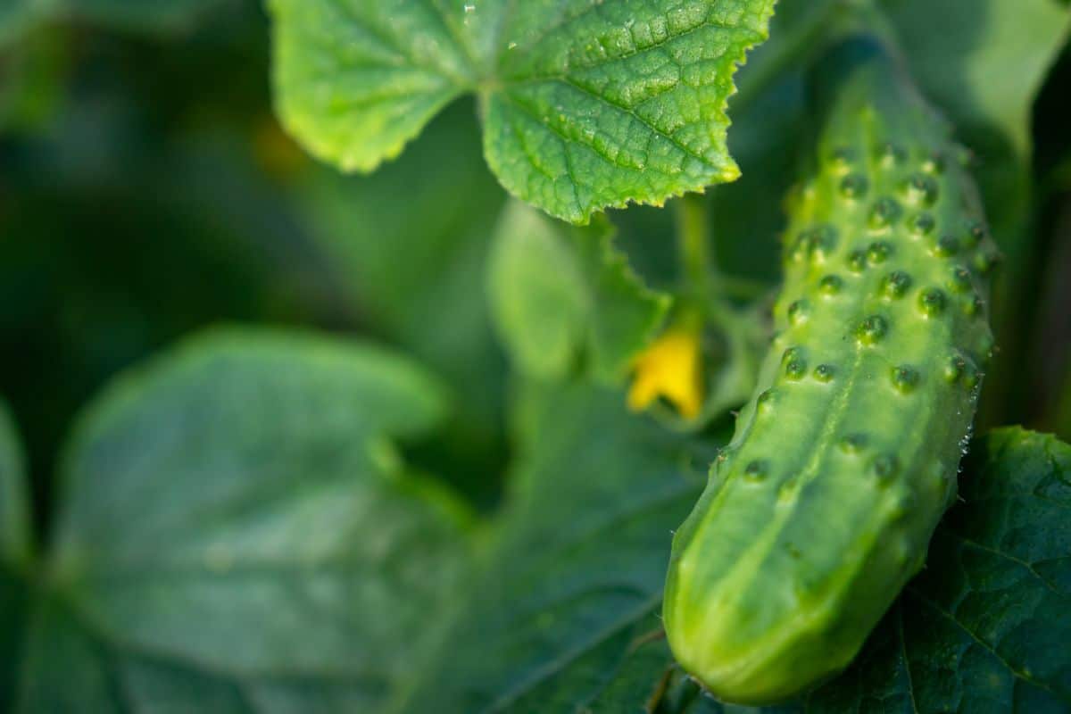 Chaperon cucumber variety