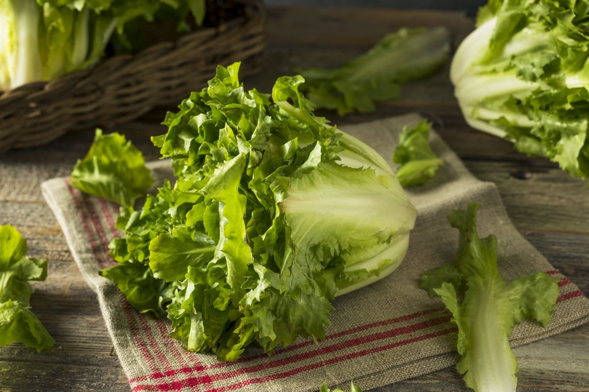 Young heads of harvested escarole