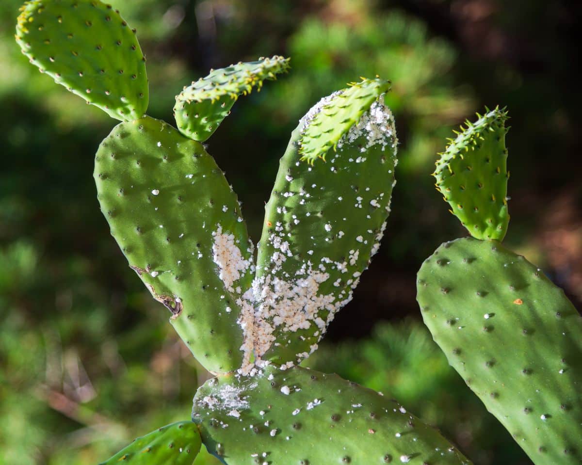 Mealybugs infest a cactus
