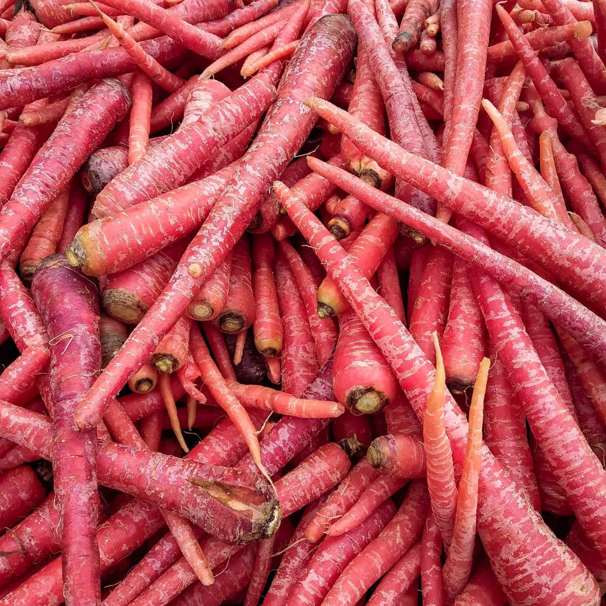 Redsun carrot variety