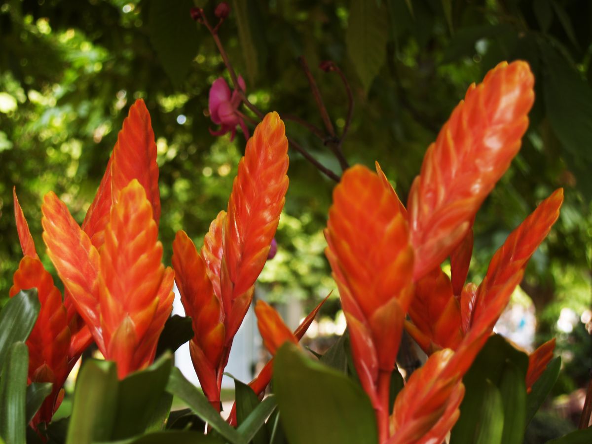 Bright orange flowering Flaming Sword bromeliad