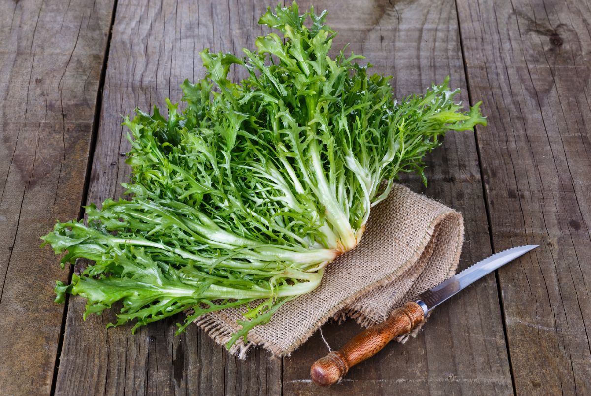 Cut heads of Frisee greens on a table