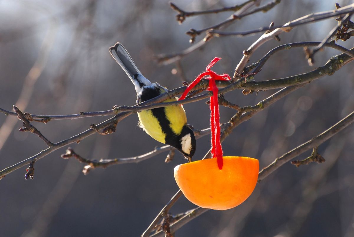 A bird hanging upside down and feeding from a cut orange