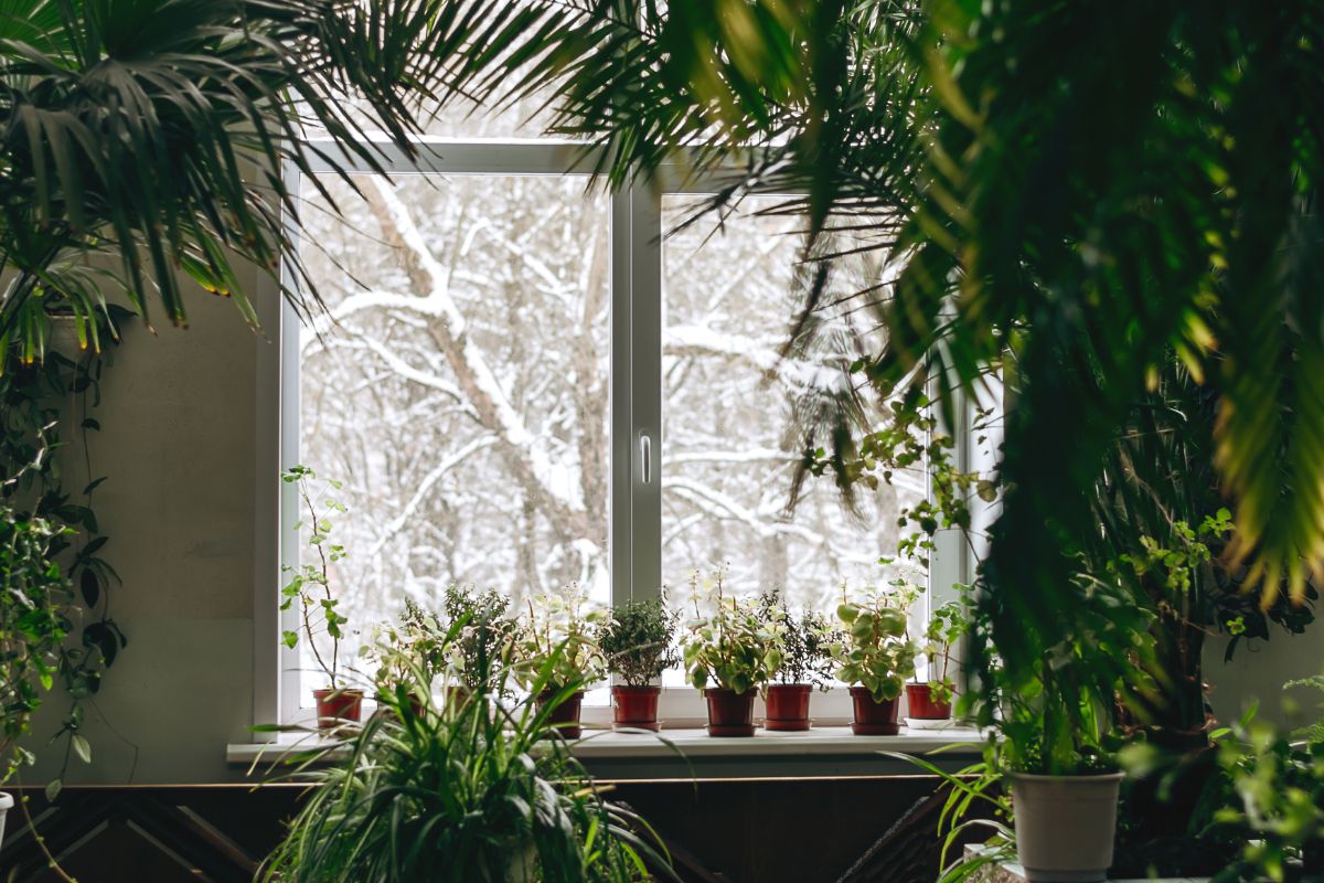 A room full of healthy houseplants with winter outside the window